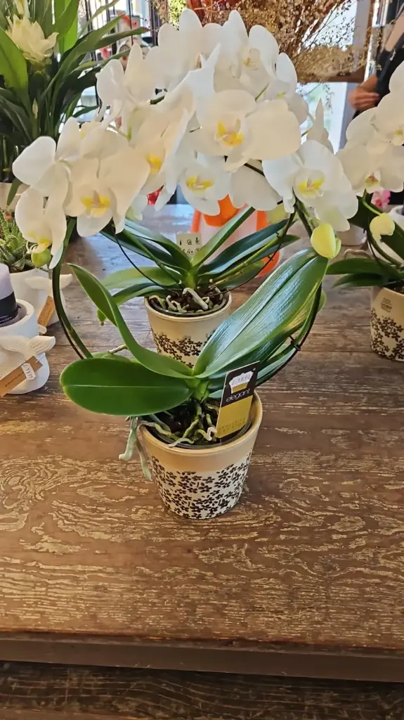 Orchideeën in potjes