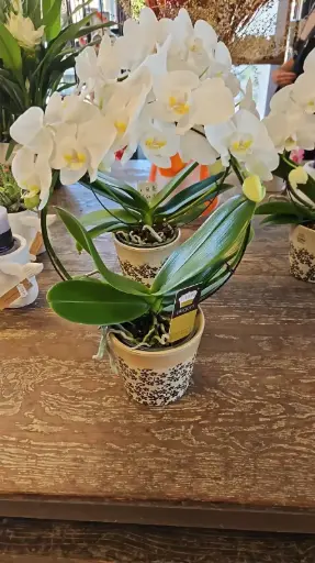 Orchideeën in potjes